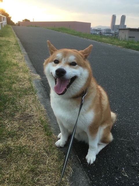 撮影筆者の知人　若いときに柴犬は認知症になりにくい。