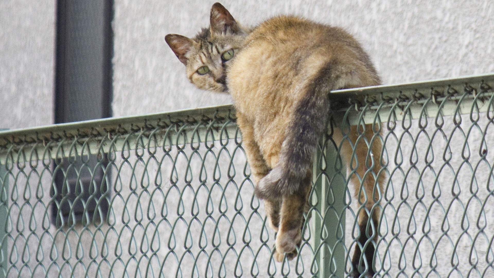 近大でニャー騒ぎが勃発！ 猫が高さ10mの電柱から降りられない事件は