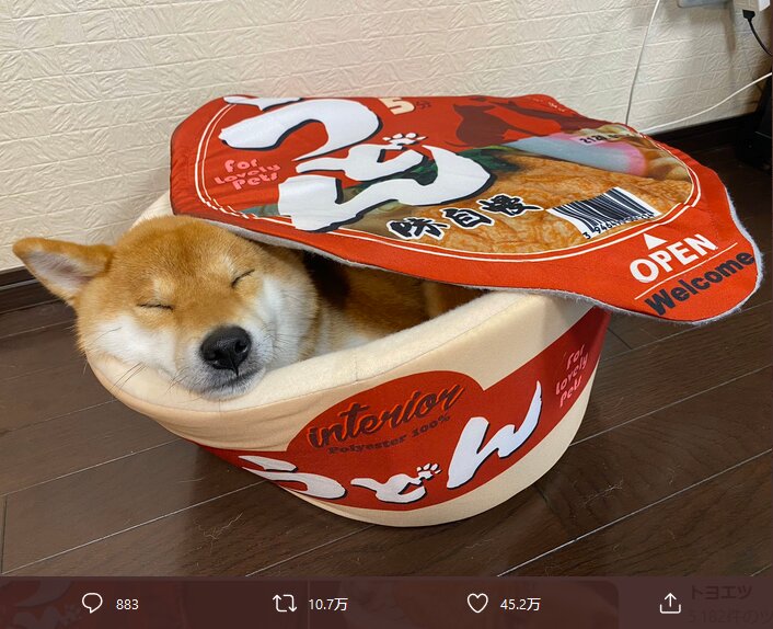 Snsで話題沸騰 きつねうどん と思いきや 柴犬はなぜカップ麺風ベッドで寝るのか 石井万寿美 個人 Yahoo ニュース Snsで話題沸騰 きつねうどん と思いきや 柴犬はなぜカップ麺風ベッドで寝るのか 石井万寿美 個人 Yahoo ニュース
