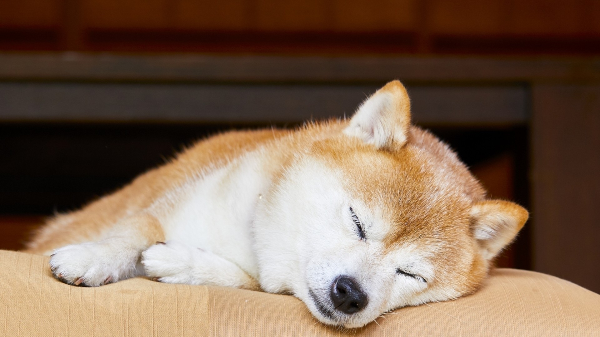 SNSで話題沸騰！「きつねうどん」と思いきや…柴犬はなぜカップ麺風ベッドで寝るのか？（石井万寿美） - エキスパート - Yahoo!ニュース