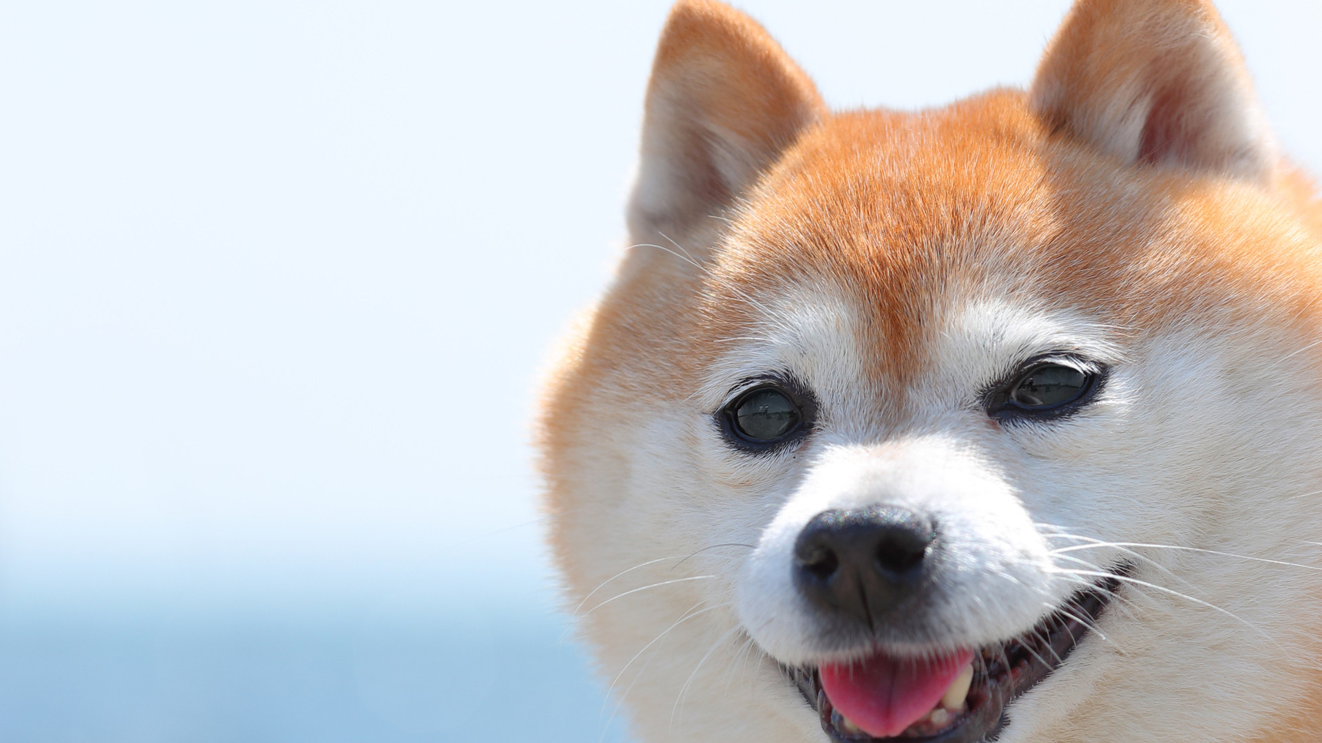 Snsで大人気の柴犬一家にヒントが 帰宅時にすべきペットの３つの健康チェックとは 石井万寿美 個人 Yahoo ニュース