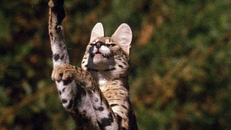 静岡でサーバルキャットが逃亡中 珍しい動物を飼いたいけれど実際ヤバいペットとは 石井万寿美 個人 Yahoo ニュース 静岡でサーバルキャットが逃亡中 珍しい動物を飼いたいけれど実際ヤバいペットとは 石井万寿美 個人 Yahoo ニュース