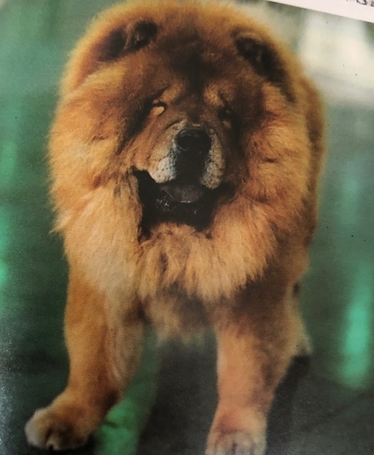 闘犬に襲われて女性が重傷の日本はどんなヤバい犬も飼い放題 最も凶暴な種類とは 石井万寿美 個人 Yahoo ニュース 闘犬に襲われて女性が重傷の日本はどんなヤバい犬も飼い放題 最も凶暴な種類とは 石井万寿美 個人 Yahoo ニュース