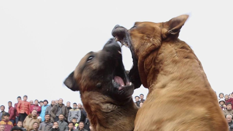 闘犬に襲われて女性が重傷の日本はどんなヤバい犬も飼い放題 最も凶暴な種類とは 石井万寿美 個人 Yahoo ニュース 闘犬に襲われて女性が重傷の日本はどんなヤバい犬も飼い放題 最も凶暴な種類とは 石井万寿美 個人 Yahoo ニュース