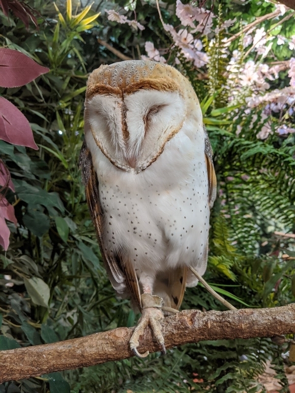 癒しが一方的な動物カフェの闇 フクロウカフェ に行って残酷な生活を覗いてきた 石井万寿美 個人 Yahoo ニュース