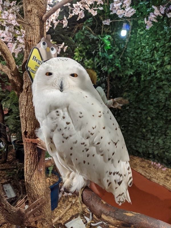 癒しが一方的な動物カフェの闇 フクロウカフェ に行って残酷な生活を覗いてきた 石井万寿美 個人 Yahoo ニュース