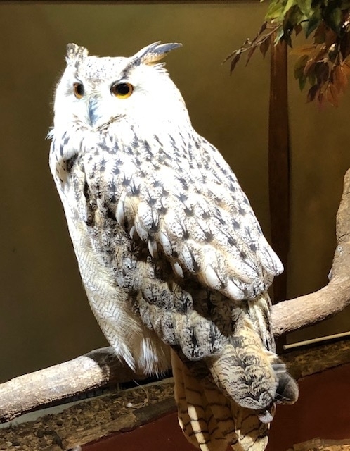 癒しが一方的な動物カフェの闇 フクロウカフェ に行って残酷な生活を覗いてきた 石井万寿美 個人 Yahoo ニュース 癒しが一方的な動物カフェの闇 フクロウカフェ に行って残酷な生活を覗いてきた 石井万寿美 個人 Yahoo ニュース