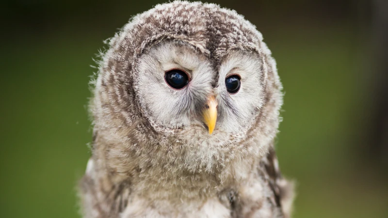 癒しが一方的な動物カフェの闇 フクロウカフェ に行って残酷な生活を覗いてきた 石井万寿美 個人 Yahoo ニュース 癒しが一方的な動物カフェの闇 フクロウカフェ に行って残酷な生活を覗いてきた 石井万寿美 個人 Yahoo ニュース