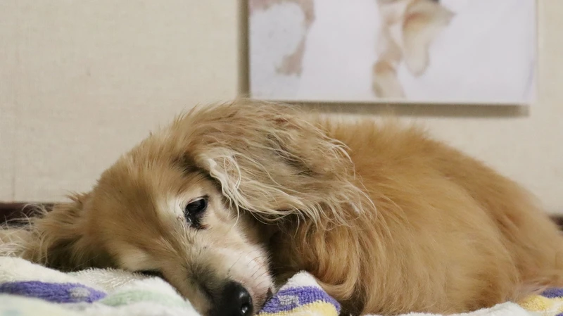 老犬が収容施設で最後を過ごす悲しすぎる現実 飼い主がとるべき行動とは 石井万寿美 個人 Yahoo ニュース