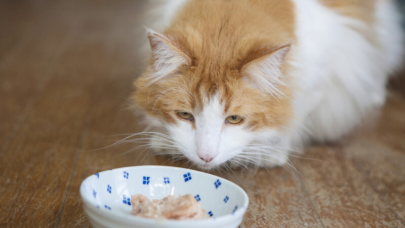 昨日めっちゃ食べてたのに なぜ猫は急に好きなフードを食べなくなるのか 石井万寿美 個人 Yahoo ニュース 昨日めっちゃ食べてたのに なぜ猫は急に好きなフードを食べなくなるのか 石井万寿美 個人 Yahoo ニュース