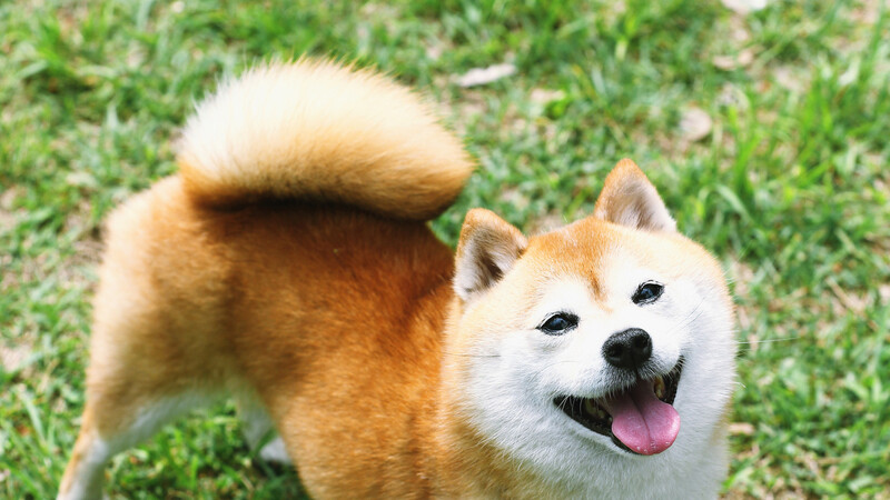 その尻尾フリフリは怒ってるサインです 犬の尻尾 喜び 以外の見分け方は 石井万寿美 個人 Yahoo ニュース その尻尾フリフリは怒ってるサインです 犬の尻尾 喜び 以外の見分け方は 石井万寿美 個人 Yahoo ニュース