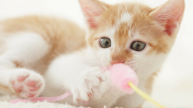 猫にも おしゃぶり期 口唇期 はあるの 毛布やひもをガブガブする子の原因と育て方 石井万寿美 個人 Yahoo ニュース