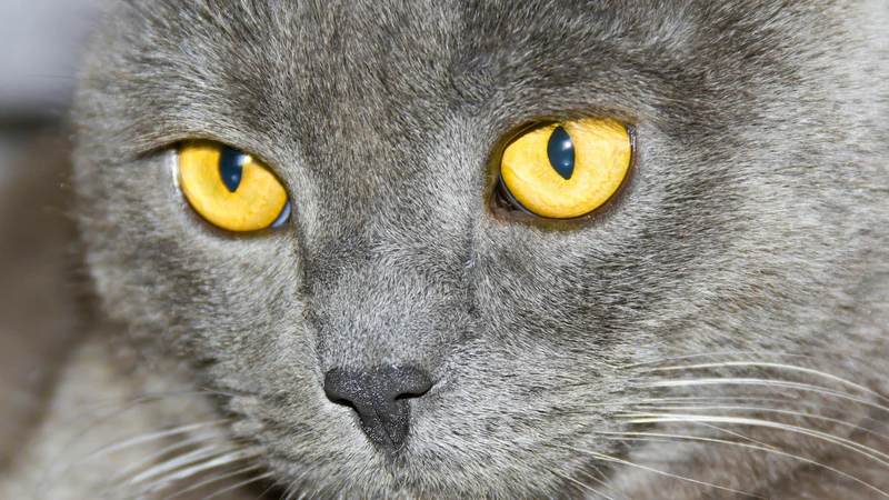 猫の目のすごい能力 ヒトの目にはない タペタム って何 石井万寿美 個人 Yahoo ニュース