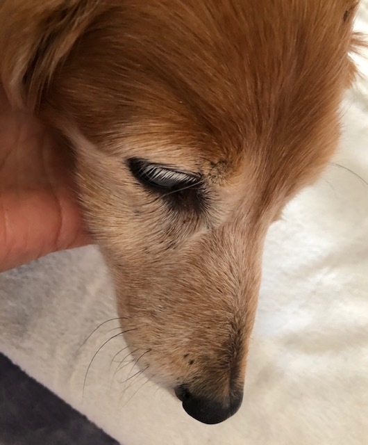 切られがちな犬のひげは 情報の宝庫 ひげから愛犬の調子を見分ける方法は 石井万寿美 個人 Yahoo ニュース 切られがちな犬のひげは 情報の宝庫 ひげから愛犬の調子を見分ける方法は 石井万寿美 個人 Yahoo ニュース