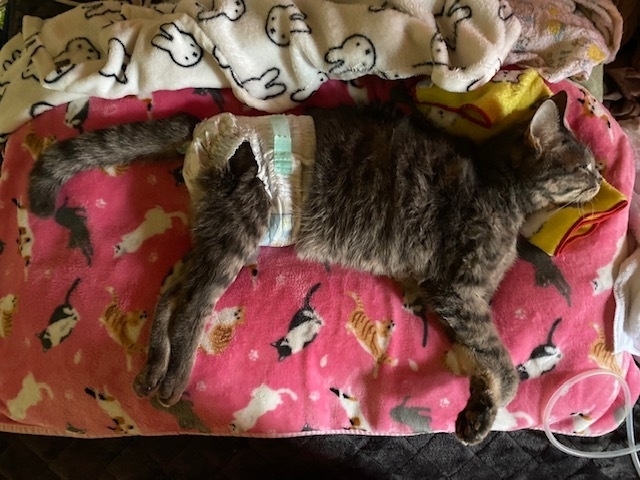 オムツ をして生きている犬や猫を知っていますか ペットブームの最新事情 石井万寿美 個人 Yahoo ニュース オムツ をして生きている犬や猫を知っていますか ペットブームの最新事情 石井万寿美 個人 Yahoo ニュース