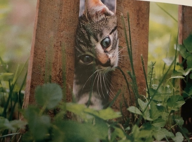 実は猫が草を食べる理由は不明 4つの有力説と草を与えるときの注意点は 石井万寿美 個人 Yahoo ニュース 実は猫が草を食べる理由は不明 4つの有力説と草を与えるときの注意点は 石井万寿美 個人 Yahoo ニュース