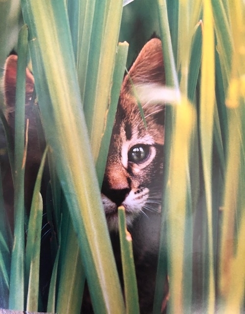 実は猫が草を食べる理由は不明 4つの有力説と草を与えるときの注意点は 石井万寿美 個人 Yahoo ニュース 実は猫が草を食べる理由は不明 4つの有力説と草を与えるときの注意点は 石井万寿美 個人 Yahoo ニュース