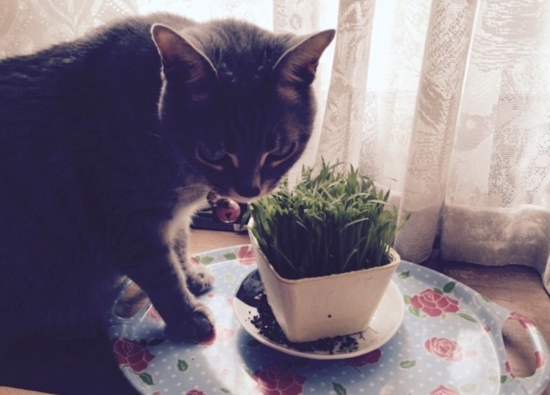 実は猫が草を食べる理由は不明 4つの有力説と草を与えるときの注意点は 石井万寿美 個人 Yahoo ニュース 実は猫が草を食べる理由は不明 4つの有力説と草を与えるときの注意点は 石井万寿美 個人 Yahoo ニュース