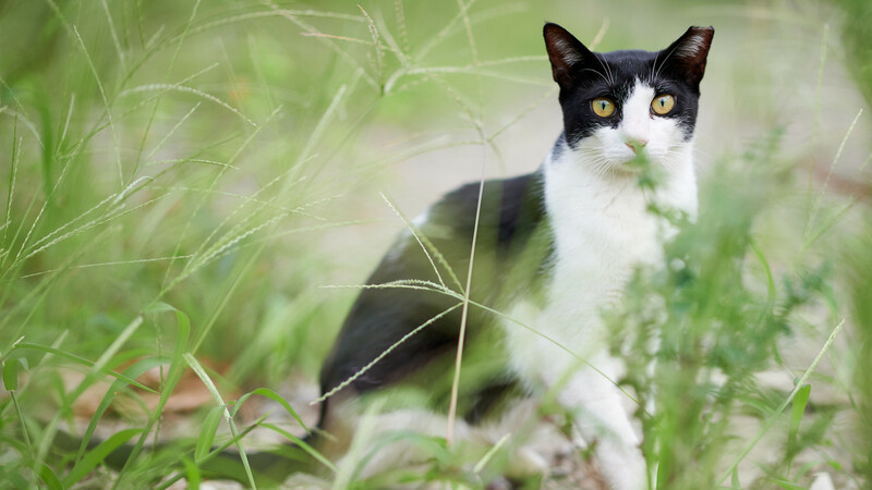 実は猫が草を食べる理由は不明 ４つの有力説と草を与えるときの注意点は 石井万寿美 個人 Yahoo ニュース