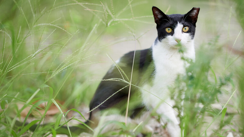 実は猫が草を食べる理由は不明 4つの有力説と草を与えるときの注意点は 石井万寿美 個人 Yahoo ニュース 実は猫が草を食べる理由は不明 4つの有力説と草を与えるときの注意点は 石井万寿美 個人 Yahoo ニュース