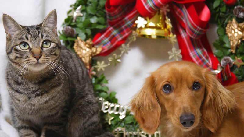ペットのクリスマスプレゼントは要注意 12月に犬猫を飼うのが適切ではない理由とは 石井万寿美 個人 Yahoo ニュース ペットのクリスマスプレゼントは要注意 12月に犬猫を飼うのが適切ではない理由とは 石井万寿美 個人 Yahoo ニュース