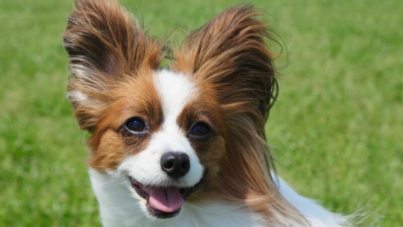 パピヨンを散歩中に悲劇が 愛犬を蹴り殺されないために飼い主がすべきこととは 石井万寿美 個人 Yahoo ニュース