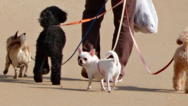 セレブが犬のオシッコ処理をせず炎上 ペットブームの中 最新の犬のお散歩事情とは 石井万寿美 個人 Yahoo ニュース セレブが犬のオシッコ処理をせず炎上 ペットブームの中 最新の犬のお散歩事情とは 石井万寿美 個人 Yahoo ニュース
