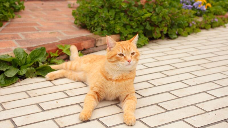 獣医師の告白 野良猫は ほとんど生き残れない 東京 小岩で猫8匹が連続不審死 石井万寿美 個人 Yahoo ニュース 獣医師の告白 野良猫は ほとんど生き残れない 東京 小岩で猫8匹が連続不審死 石井万寿美 個人 Yahoo ニュース