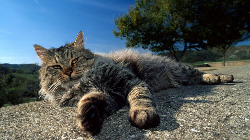 野良猫を 処分するぞ というわが国 ニャンコを地域住民として扱っている夢の国は 石井万寿美 個人 Yahoo ニュース 野良猫を 処分するぞ というわが国 ニャンコを地域住民として扱っている夢の国は 石井万寿美 個人 Yahoo ニュース