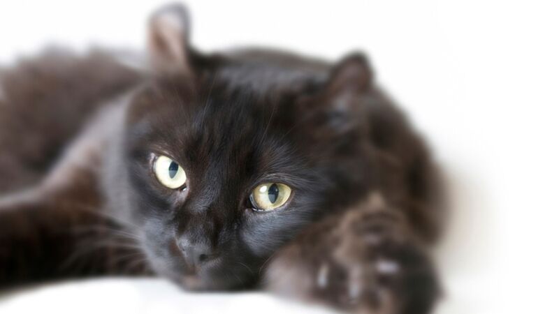 愛猫との死別に 私も連れてって と闘病中の飼い主が号泣 予期せぬ展開とは 石井万寿美 個人 Yahoo ニュース 愛猫との死別に 私も連れてって と闘病中の飼い主が号泣 予期せぬ展開とは 石井万寿美 個人 Yahoo ニュース