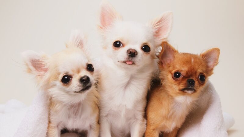 残酷な 子犬工場 から逃げ出したチワワ 量産のための道具だったワンコの運命は 石井万寿美 個人 Yahoo ニュース 残酷な 子犬工場 から逃げ出したチワワ 量産のための道具だったワンコの運命は 石井万寿美 個人 Yahoo ニュース