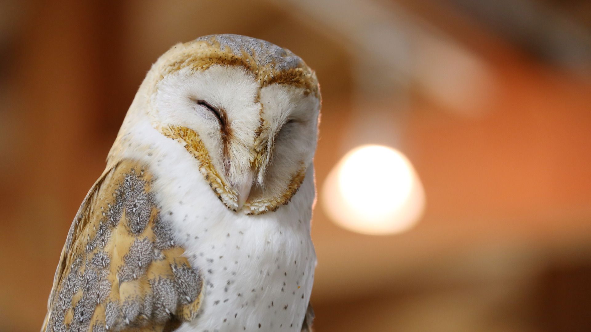 徳山動物園でメンフクロウ 雄のはずが産卵 性別ってそんなにわかりにくいの 石井万寿美 個人 Yahoo ニュース