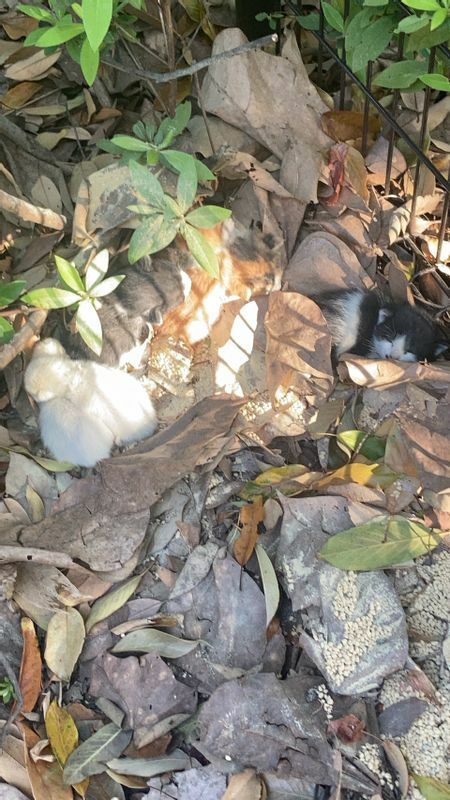 写真の上部に、白、茶、黒の子猫がいます。公園に捨てられていました。撮影はMさん