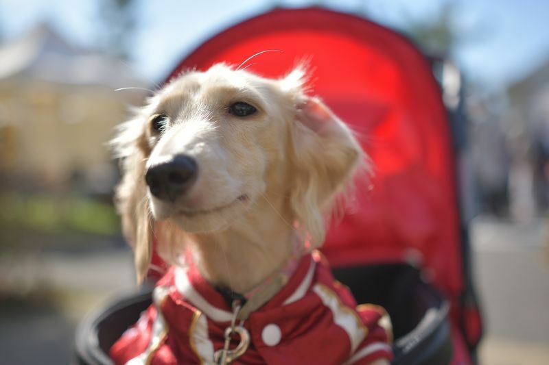 いまどきのペット事情 散歩なのに 犬をベビーカーに乗せる ってどういう意味 石井万寿美 個人 Yahoo ニュース
