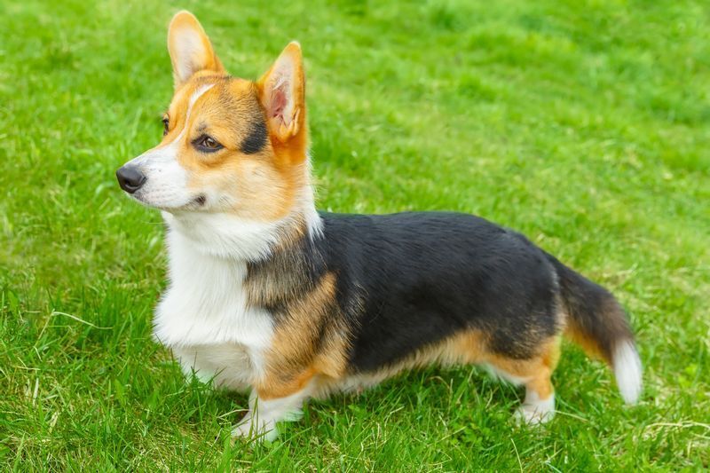 なぜ コーギーのシッポを切る ネコの爪を取る 動物の幸せを考えてみよう 石井万寿美 個人 Yahoo ニュース なぜ コーギーのシッポを切る ネコの爪を取る 動物の幸せを考えてみよう 石井万寿美 個人 Yahoo ニュース
