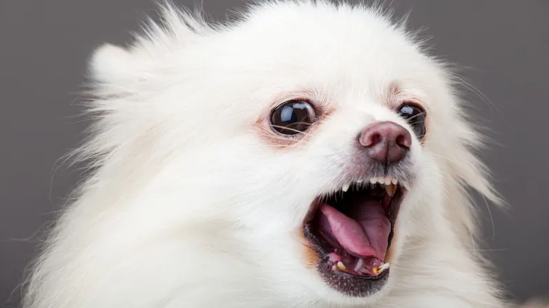 飼い犬の夜鳴きで 騒音トラブル に巻き込まれる危険性も その対処法はあるのか 石井万寿美 個人 Yahoo ニュース 飼い犬の夜鳴きで 騒音トラブル に巻き込まれる危険性も その対処法はあるのか 石井万寿美 個人 Yahoo ニュース