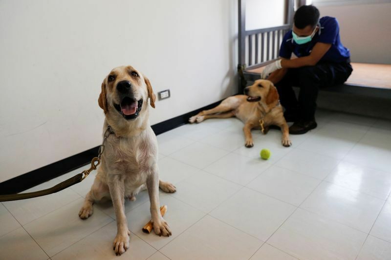 タイのコロナ探知犬