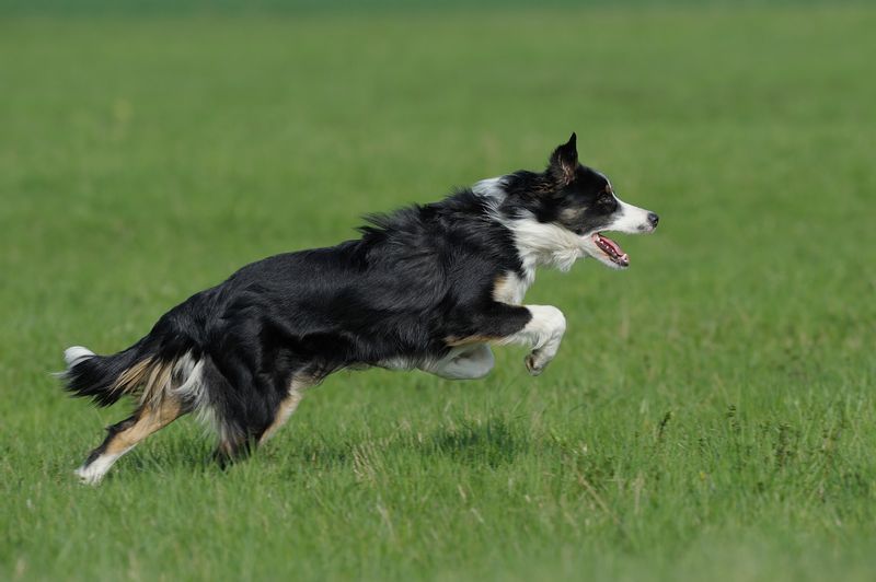 【✨新品✨】やさしい春の訪れ｜蝶とボーダーコリー 絵画 ✨新品✨】やさしい春の訪れ｜蝶とボーダーコリー 絵画