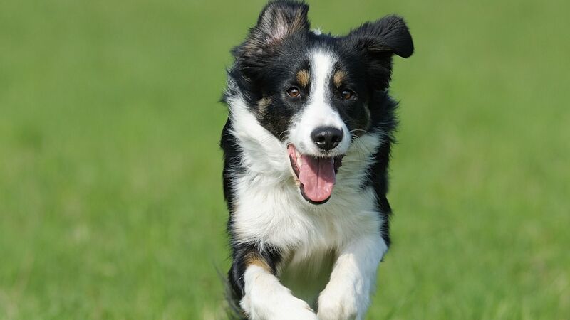 着飾る恋には理由があって で話題 清原さんも飼い始めたボーダーコリーとはどんな犬 石井万寿美 個人 Yahoo ニュース 着飾る恋には理由があって で話題 清原さんも飼い始めたボーダーコリーとはどんな犬 石井万寿美 個人 Yahoo ニュース