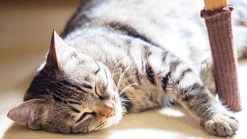 猫の寿命が30年前と比べて約10年延びた 待ち受ける高齢化による光と影 石井万寿美 個人 Yahoo ニュース 猫の寿命が30年前と比べて約10年延びた 待ち受ける高齢化による光と影 石井万寿美 個人 Yahoo ニュース