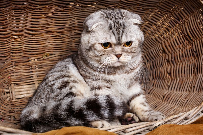 ひろゆき氏が スコティッシュフォールドは 病気の猫 と一石を投じたのはどういう意味か 石井万寿美 個人 Yahoo ニュース ひろゆき氏が スコティッシュフォールドは 病気の猫 と一石を投じたのはどういう意味か 石井万寿美 個人 Yahoo ニュース