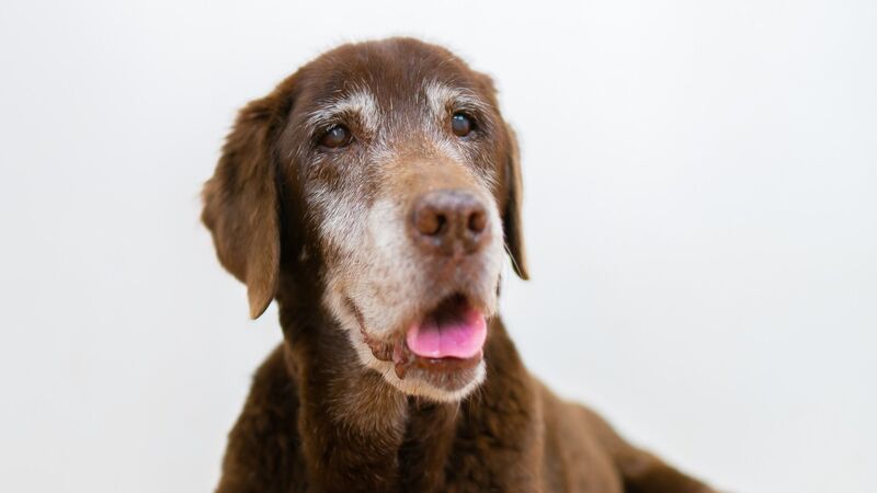 米国で犬を安楽死させるときに獣医が与えるチョコ お別れのキス が話題に 日本のペットの最後は 石井万寿美 個人 Yahoo ニュース 米国で犬を安楽死させるときに獣医が与えるチョコ お別れのキス が話題に 日本のペットの最後は 石井万寿美 個人 Yahoo ニュース