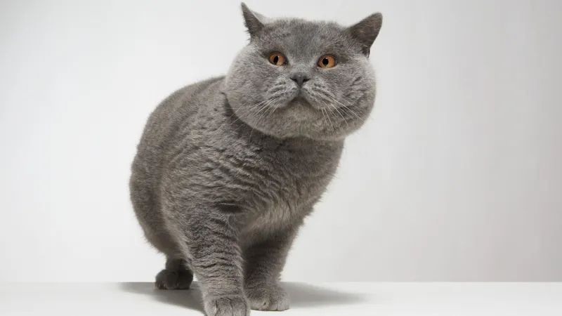 網戸にへばりついて 家に入れて と懇願した野良猫の予想外な事実が明らかに 石井万寿美 個人 Yahoo ニュース 網戸にへばりついて 家に入れて と懇願した野良猫の予想外な事実が明らかに 石井万寿美 個人 Yahoo ニュース