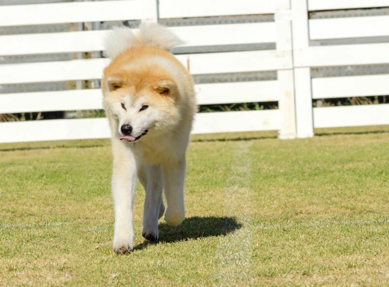 秋田犬のイメージ写真