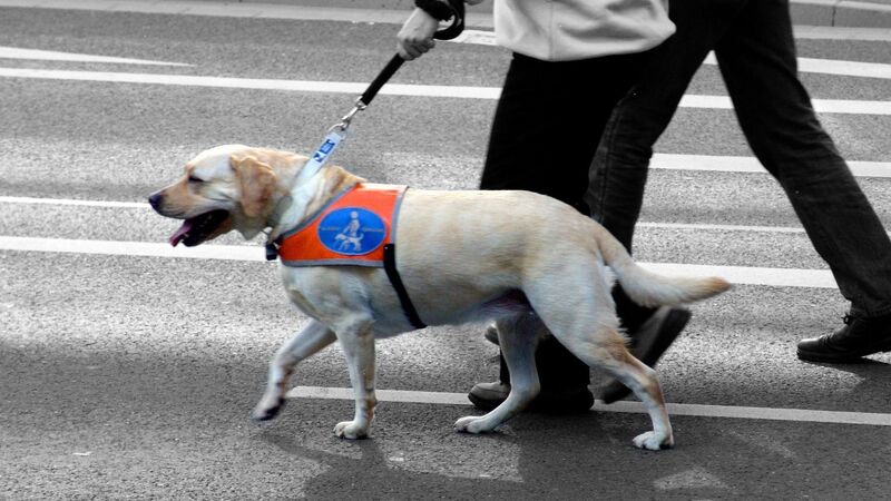 病院が盲導犬同伴を拒否 補助犬とペットのラブラドールとはどこが違うの 石井万寿美 個人 Yahoo ニュース 病院が盲導犬同伴を拒否 補助犬とペットのラブラドールとはどこが違うの 石井万寿美 個人 Yahoo ニュース