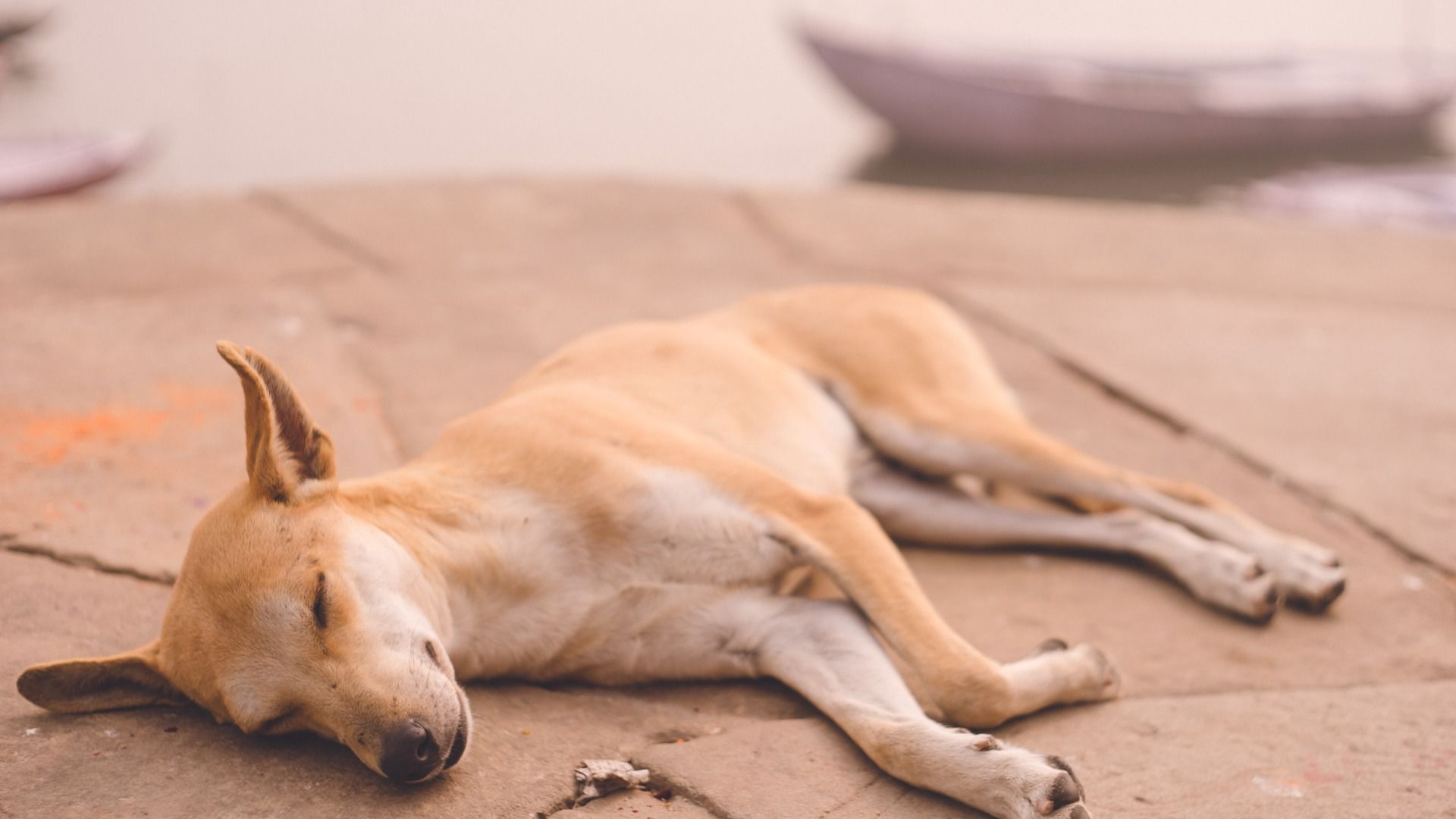 犬や猫の殺処分は年度は過去最少2 3万匹 その問題点と解決方法とは 石井万寿美 個人 Yahoo ニュース