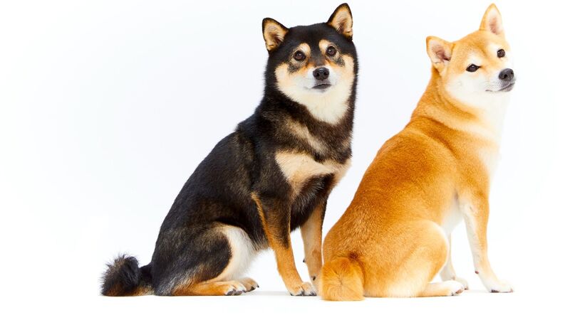 ある動物愛護管理センターに 若い柴犬の引き取り が多い その悲しすぎる理由とは 石井万寿美 個人 Yahoo ニュース ある動物愛護管理センターに 若い柴犬の引き取り が多い その悲しすぎる理由とは 石井万寿美 個人 Yahoo ニュース