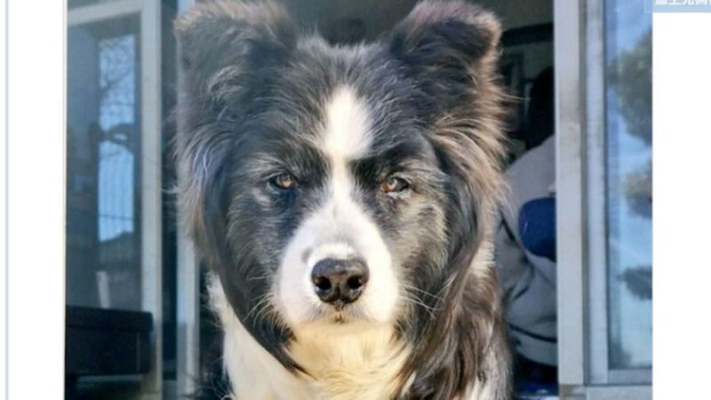 回って毎回 お前 誰 という顔をする愛犬を かわいい と言える飼い主から学ぶこと 石井万寿美 個人 Yahoo ニュース 回って毎回 お前 誰 という顔をする愛犬を かわいい と言える飼い主から学ぶこと 石井万寿美 個人 Yahoo ニュース