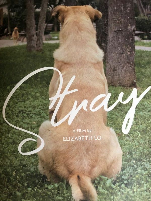 『ストレイ　犬が見た世界』のパンフレットを筆者が撮影