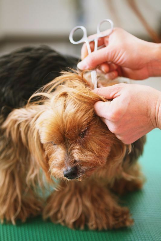 犬の被毛は髪のように伸び続ける子がいる 動物愛護管理センターに引き取られた悲惨な犬とは 石井万寿美 個人 Yahoo ニュース